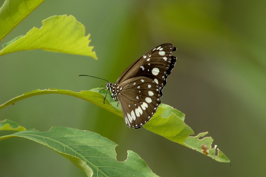 040 Australian Crow, Common, 2007-12201387.JPG - Common Australian Crow (Euploea core corinna) Butterfly. Campground at Mary River on the Arnhem Highway, NT, 12-20-2007